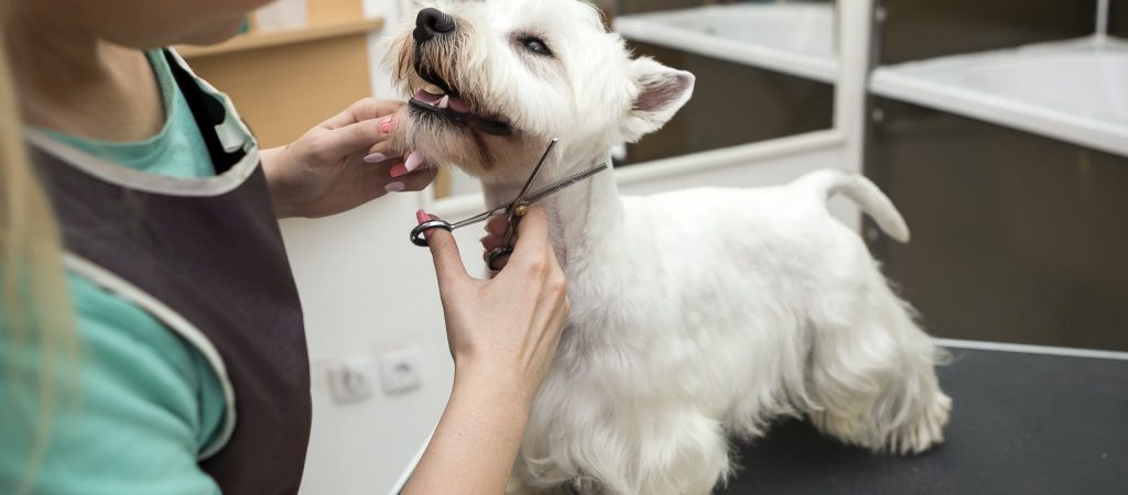 Importance Of Pet Grooming Services